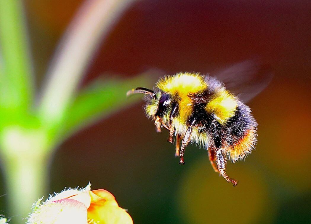 DIY How to Get Rid of Bumble Bees Naturally