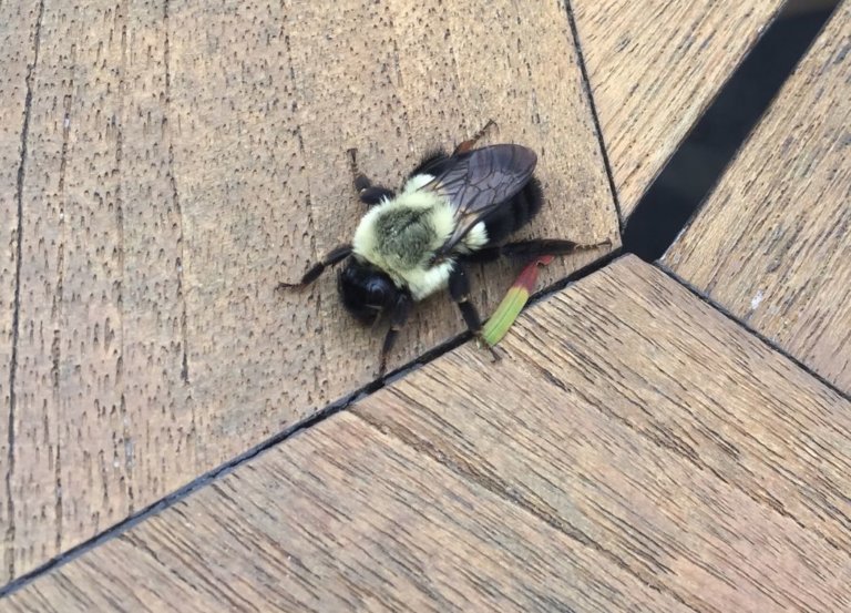 How to Get Rid of Carpenter Bees Naturally