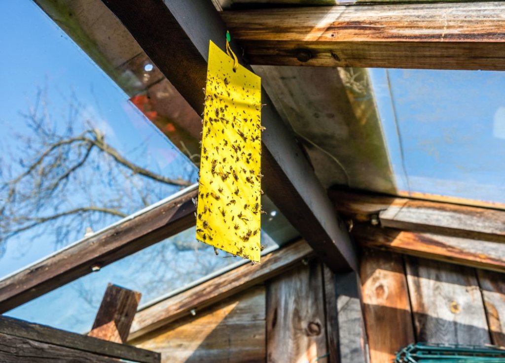 How to Get Rid of Bumble Bees in Backyard With Sticky Traps