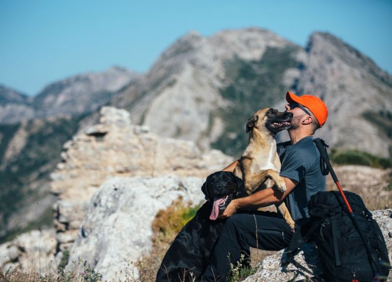 The 3 Ultimate Steps for Traveling With Pets